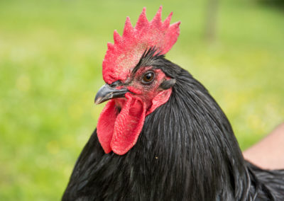 Australorp_1