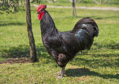 Australorp_10