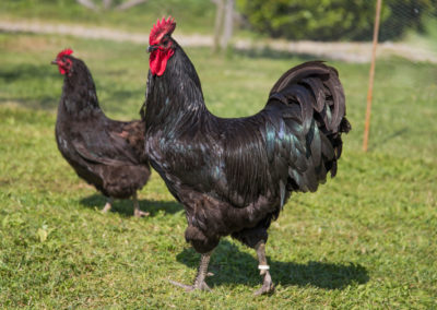 Australorp_11