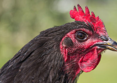 Australorp_12