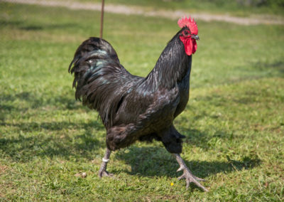 Australorp_3