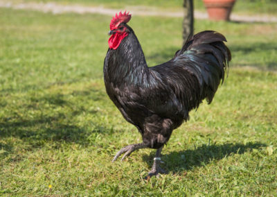 Australorp_5