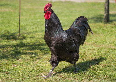 Australorp_6