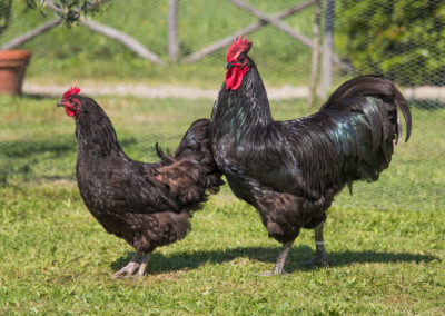 Australorp_7