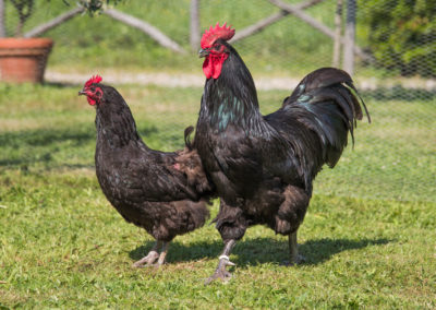 Australorp_8