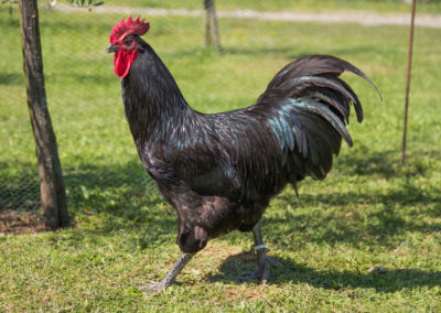 Australorp_9